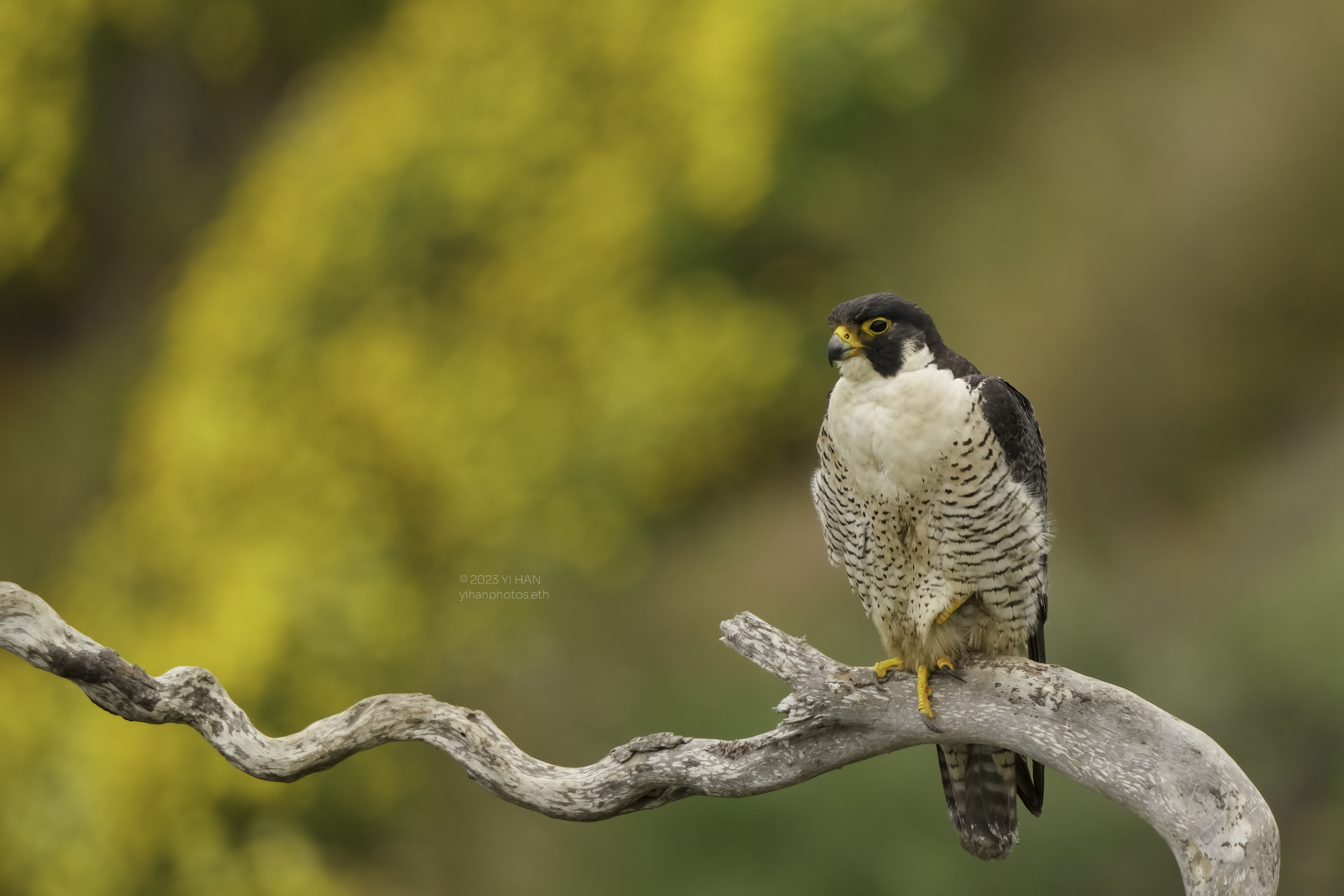 peregrine_ falcon_wallpaper_1